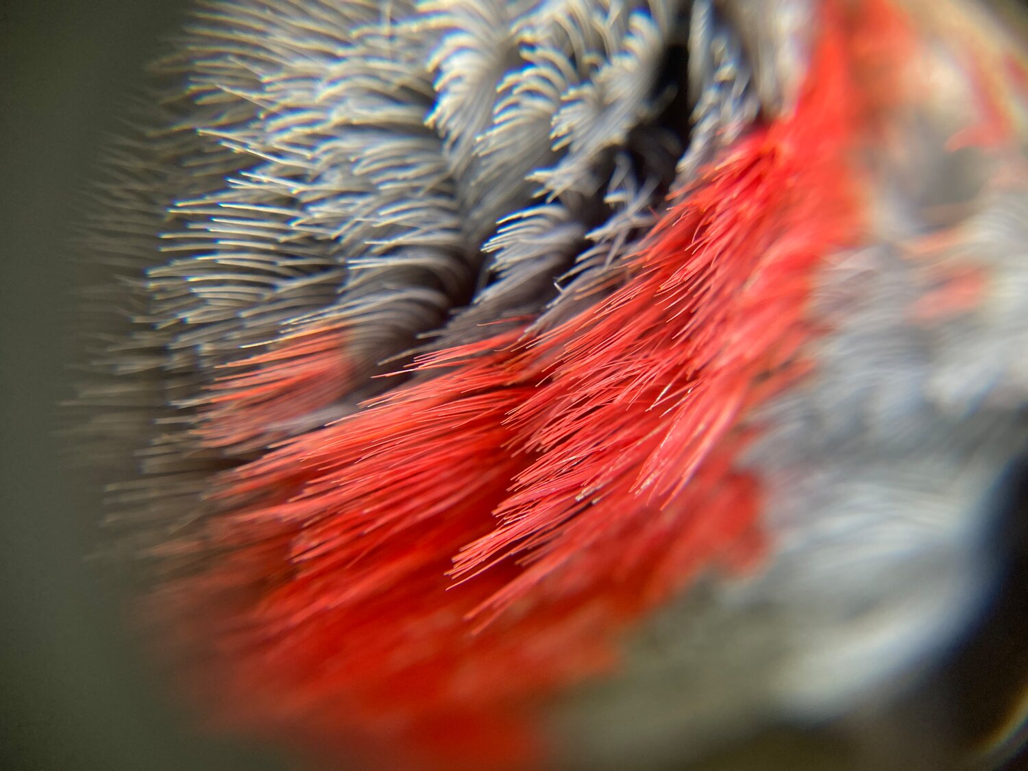 A macro view of the red-and-gray feathering at the nape of the Northern flicker’s head...